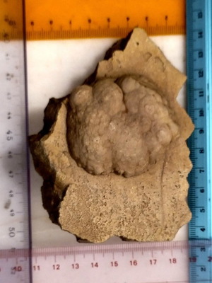 Silicified Hemispherical Stromatolite from Brazil, Precambrian