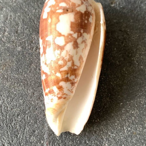 Shell used, as shown