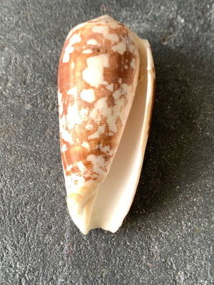Shell used, as shown