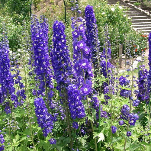 Delphinium Mix ornamental flower seeds, 25 pcs, multicolored
