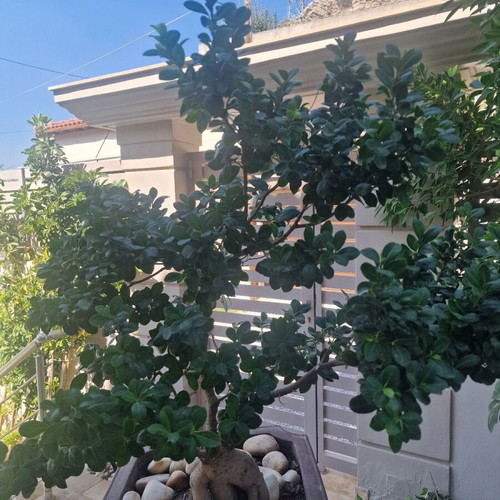 Bonsai Ginseng new