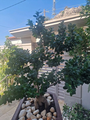 Bonsai Ginseng new