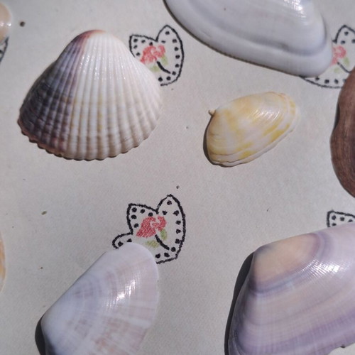 Set of 13 natural seashells for decoration and crafts, like new