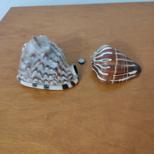 Large helmet shells like new for decoration and collections