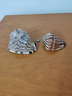 Large helmet shells like new for decoration and collections