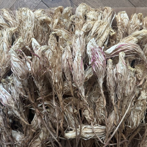 Queen of the Night dried flowers used, pack of 250