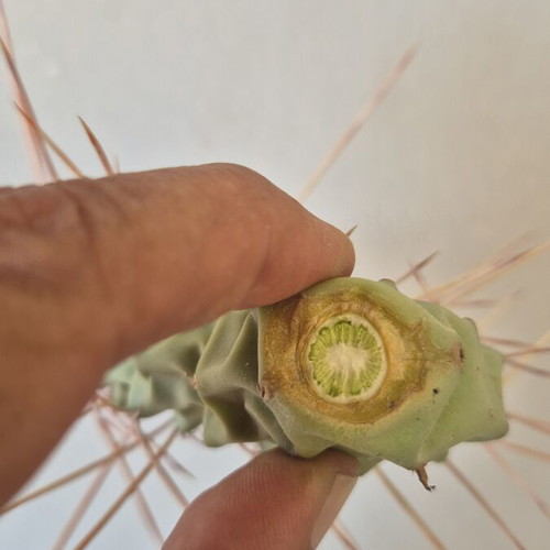 Opuntia Sulphurea cactus with unique spines