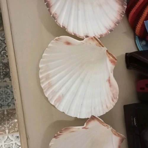 Set of natural shell fossils like new, 13x13 cm