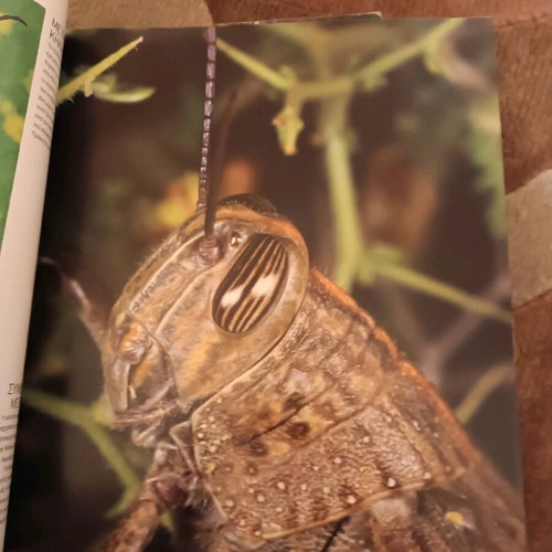 Atheatos Kosmos photo album book like new