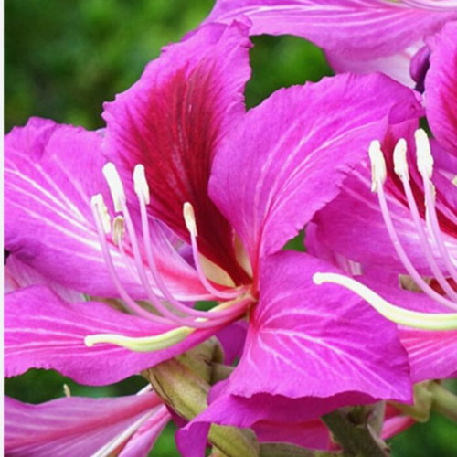 Bauhinia purpurea Purple Orchid Tree new plant