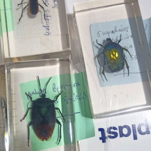 Insecticide Collection 11 Different Specimens with Latin Names
