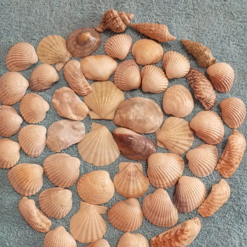 Natural seashells varnished, pack of 50, like new