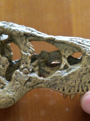Dinosaur Skull Figure like new, educational