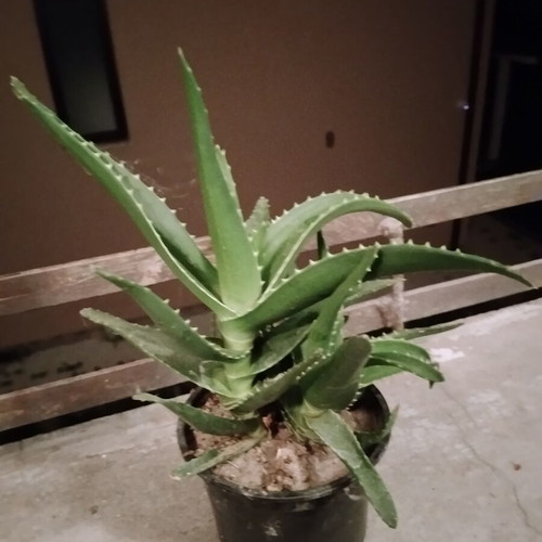 Φυτό σε γλάστρα Aloe vera και Aloe arborescens με πολλαπλά βλαστάρια