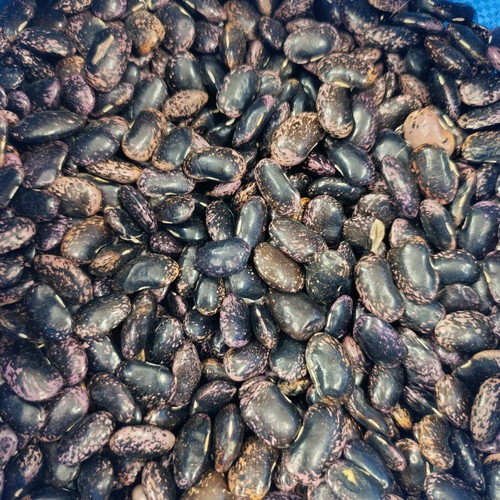 Black Giant Beans new harvest from Voio Kozani