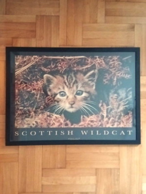 Scottish Wildcat Vintage Poster like new, Planet Earth Collection