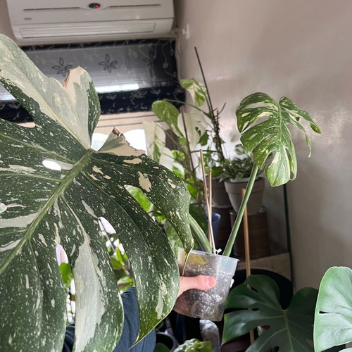 monstera 150cm 150cm Monstera Deliciosa (Swiss Cheese)  Bristol Plant Man