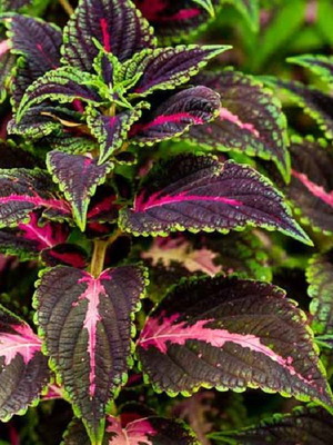 Plectranthus scutellarioides Coleus ornamental plant seeds, pack of 20