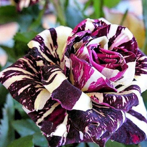 Black Dragon bicolor rose seeds, pack of 25