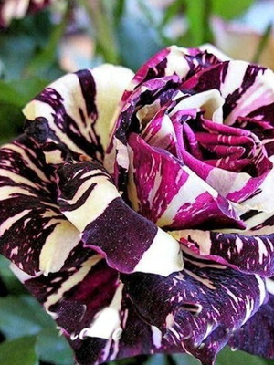 Black Dragon bicolor rose seeds, pack of 25