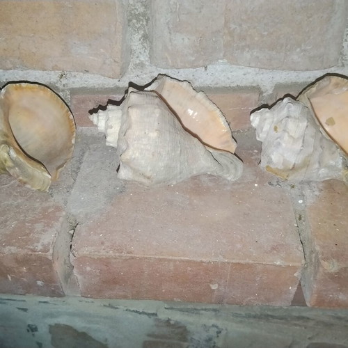 Large natural vintage Rapana sea shells from the Black Sea, set of 3