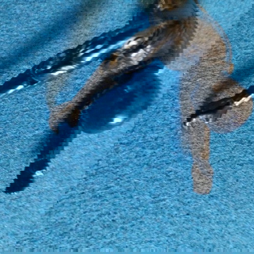 G.I Joe Snake Eyes Commando 1982 μεταχειρισμένο με σπασμένα δάκτυλα χωρίς όπλο και εκρηκτικά