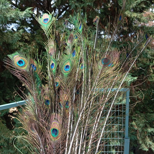 Peacock feathers natural, new
