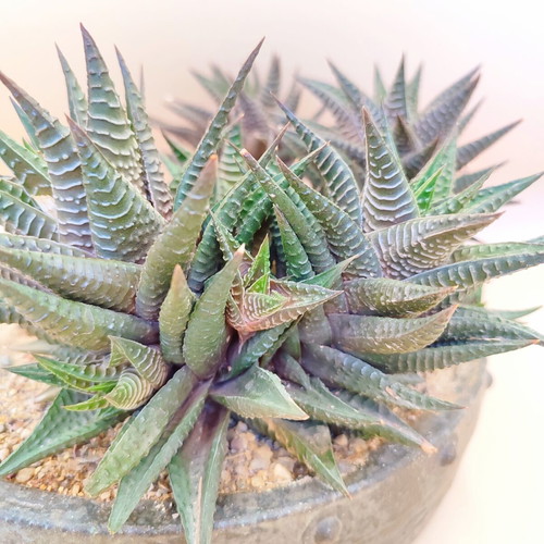 Haworthia limifolia bonsai pot new