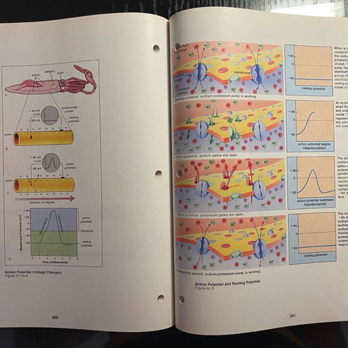 Biology books by Sylvia S. Mader and art notebook new