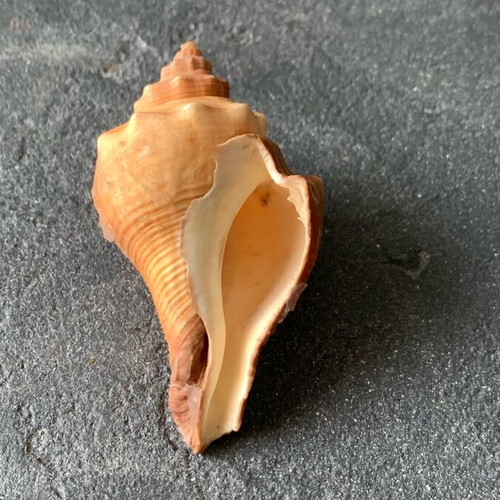 Shell used, as shown