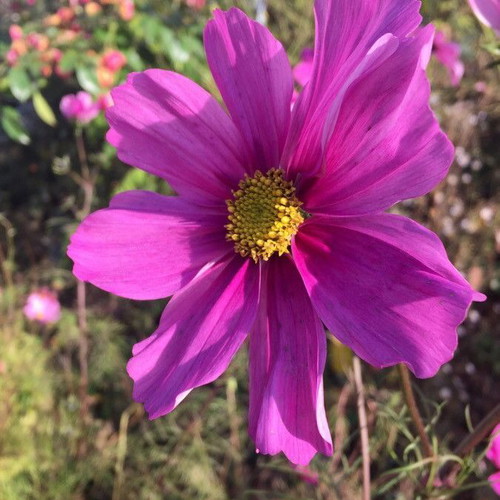 Cosmos Bipinnatus Mix flower seeds, 20 pcs