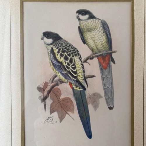 Handmade Brown Parakeet Lithograph 1896 by H. Goodchild like new