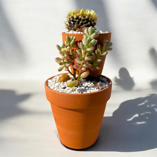 Handmade succulent composition with Mammillaria nivosa and Jelly Bean Plant