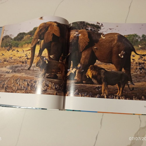 The Encyclopedia of Animals Volume 2 Used, The Lion and the World of the Savanna
