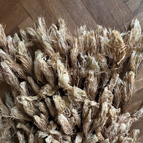 Dried cactus flowers - queen of the night, craft decoration