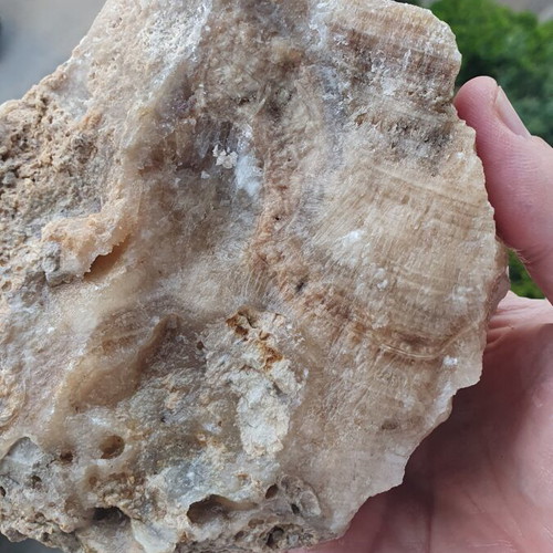 Calcite root beer from Megara new mineral specimen