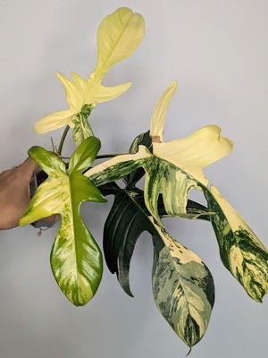 Φυτό Philodendron Florida Beauty