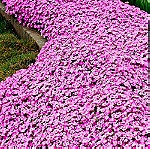  20 Σποροι Φυτο Arabis Ροζ Caucasica