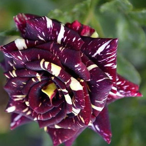 Black Dragon bicolor rose seeds, pack of 25