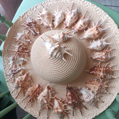 Spider shells like new, pack of 22, tropical