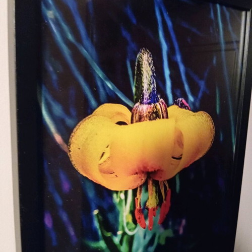 Ikea frame with original flower photo new 44x33cm