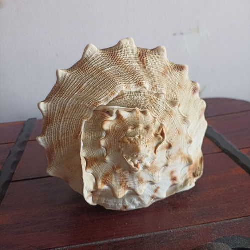 Cassis cornuta shell like new