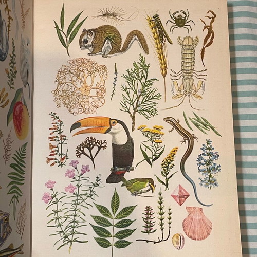 The World of Plants and Animals 3 Volumes like new