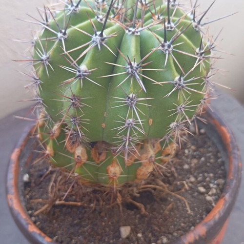 Echinopsis cactus large in hand-painted ceramic pot like new