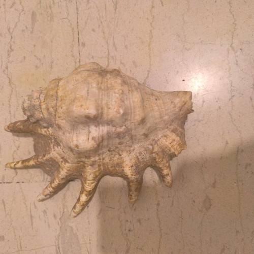 Natural shell used in good condition