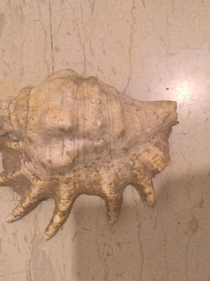 Natural shell used in good condition