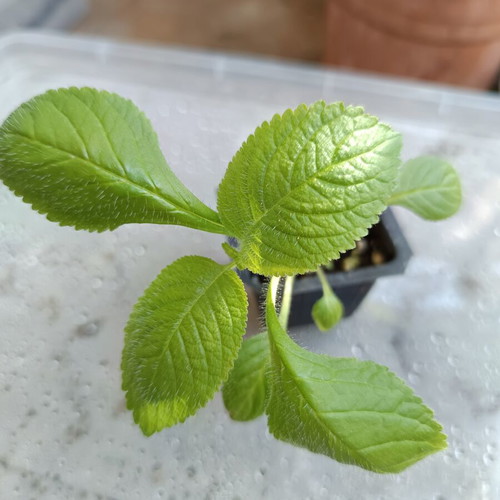 Cubitanthus alatus new aromatic tropical plant