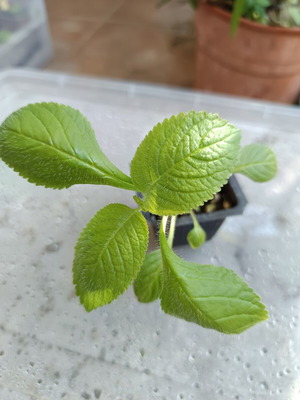 Cubitanthus alatus new aromatic tropical plant