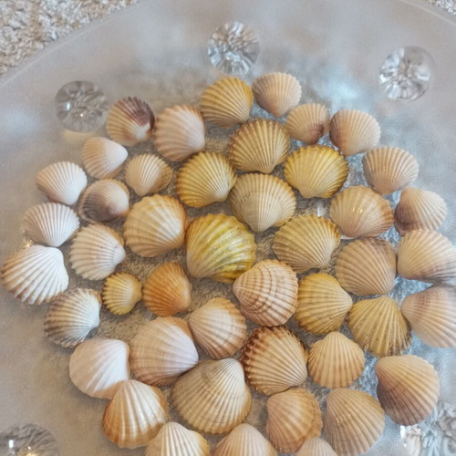 Natural butterfly-type seashells and rare oysters for decoration