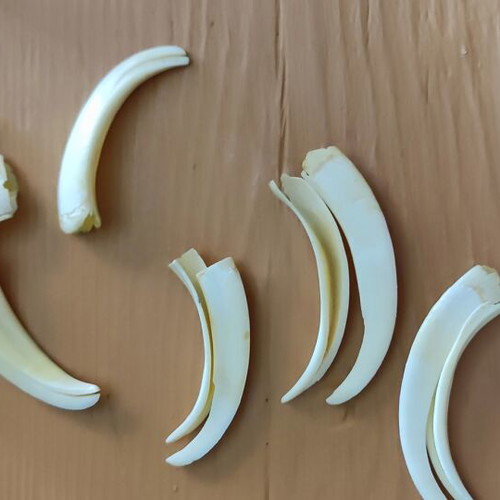 Wild boar tusks like new